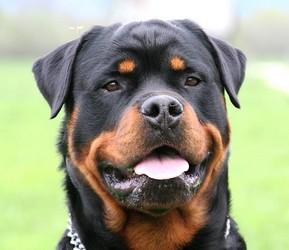 Rottweiler head